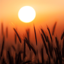 Wallpapers (Backgrounds) APK