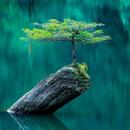 Nature Wallpaper HD & 4K 2023 APK