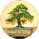 Bonsai designs APK