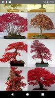 Bonsai designs স্ক্রিনশট 2