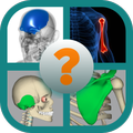 Human Bone quiz