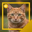 Cat Sounds & Stories icon