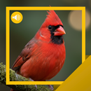 APK Cardinal Sounds & Story