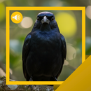 APK Drongo Sounds & Story