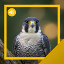 APK Falcon Sounds & Story
