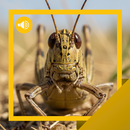 APK Locust Sounds & Story
