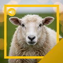 APK Sheep Sounds & Story