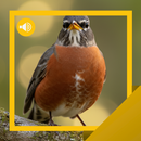 Sons et Histoires Robin APK