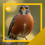 Robin Sounds & Story