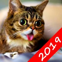 Звуки котов 2019 - поиграй с котом Cartaz