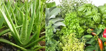 Plantas medicinais : remédio de tratamento natural