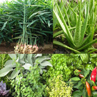 Medicinal plants : natural treatment remedy biểu tượng