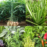 Medicinal plants : natural treatment remedy আইকন