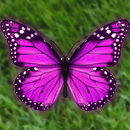 Butterfly on a screen - prank APK