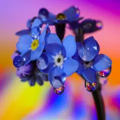 747 Wort Ringe APK Herunterladen