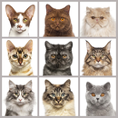 Cat breed quiz: guess the cats APK