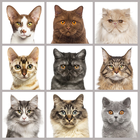 Cat breed quiz: guess the cats icon