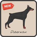 Doberman Dog Wallpaper APK