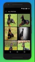 Doberman Dog Wallpaper screenshot 1
