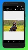 Doberman Dog Wallpaper screenshot 2