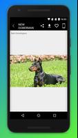 Doberman Dog Wallpaper screenshot 3