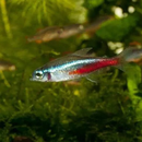 Neon Tetra Care Guide APK
