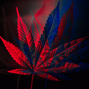 Weed wallpapers Neon Weed Live APK