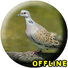 Suara Burung Perkutut Juara MP biểu tượng