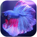 Fish Betta Ornamental aplikacja