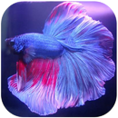 Fish Betta Ornamental APK