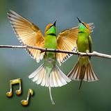 Dźwięki ptaków