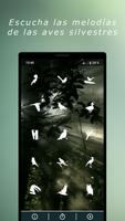 Sonidos de pájaros Poster