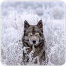 Galaxy Wild Wolf Wallpapers APK