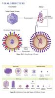 USMLE Microbiology Notes スクリーンショット 2