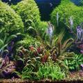 Aquarium HD live