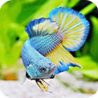 New beta fish icono