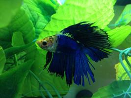 New beta fish 스크린샷 1