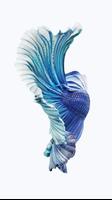 New beta fish 截图 2