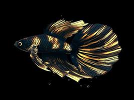 4D beta fish Affiche