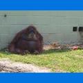World zoo