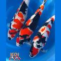 Live koi