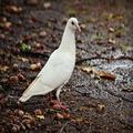Amazing wallpapers for pigeons