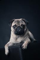 pug wallpaper poster