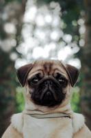 pug wallpaper capture d'écran 2