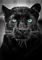 Panther wallpaper Affiche