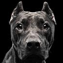 pitbull wallpaper APK