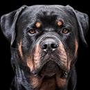 rottweiler wallpaper APK