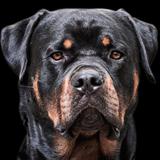 rottweiler wallpaper icône