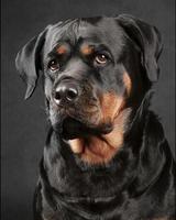 rottweiler wallpaper Ekran Görüntüsü 2