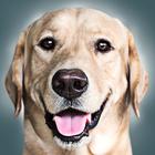 Labrador wallpaper icon